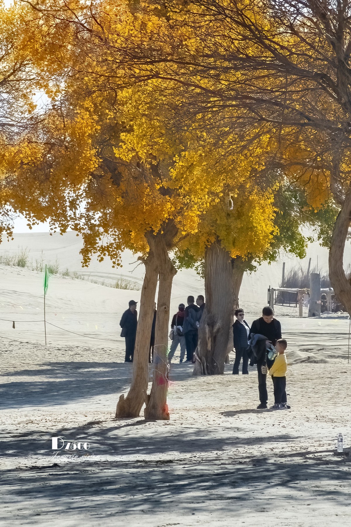 南疆行——罗布人村寨的秋（4）