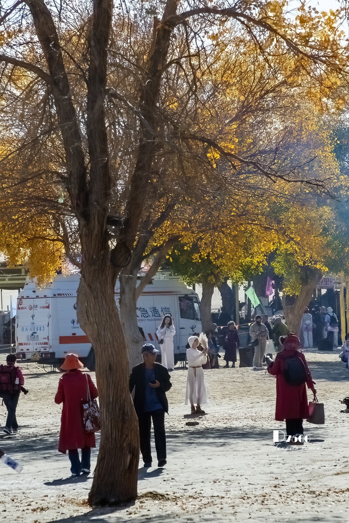 南疆行——罗布人村寨的秋（4）