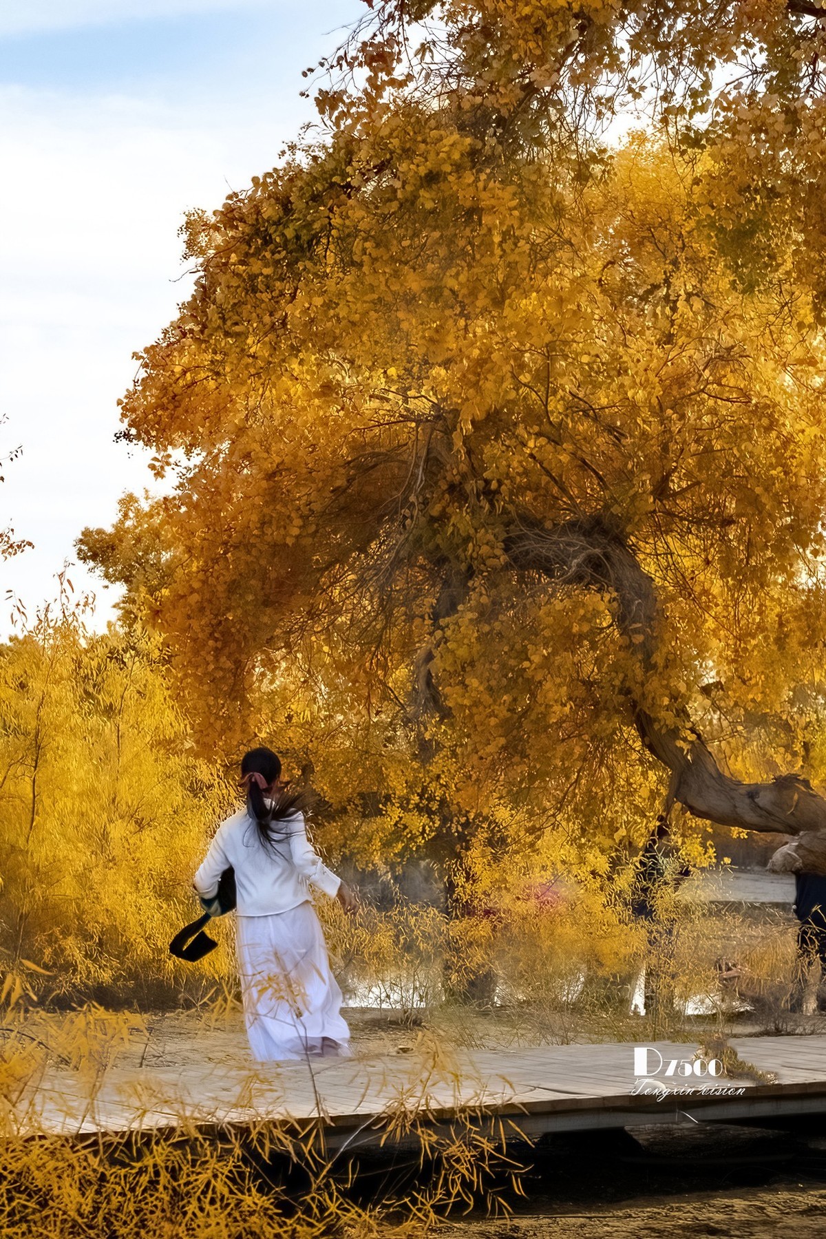 南疆行——罗布人村寨的秋（4）