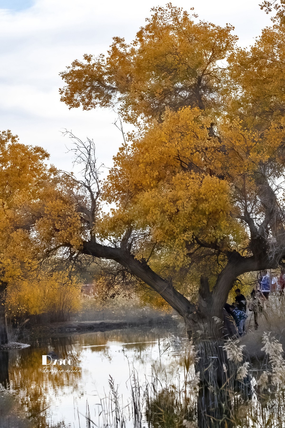 南疆行——罗布人村寨的秋（4）