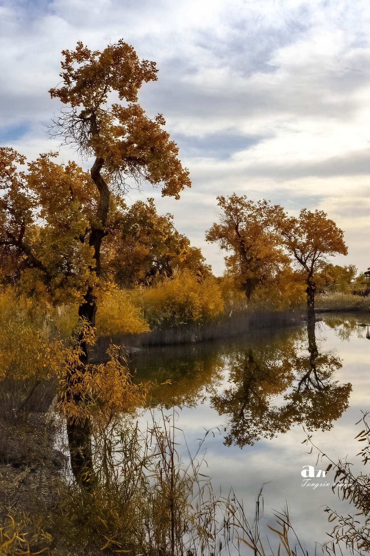 南疆行——罗布人村寨的秋（4）