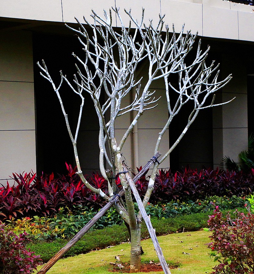 《不老松：忆海南游记》(15)海南临髙长島蓝湾的美景！