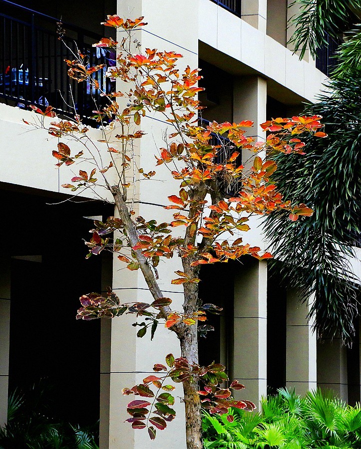 《不老松：忆海南游记》(15)海南临髙长島蓝湾的美景！