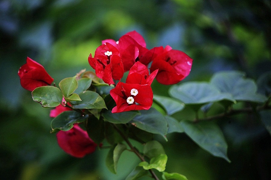 《不老松：忆海南游记》(15)海南临髙长島蓝湾的美景！