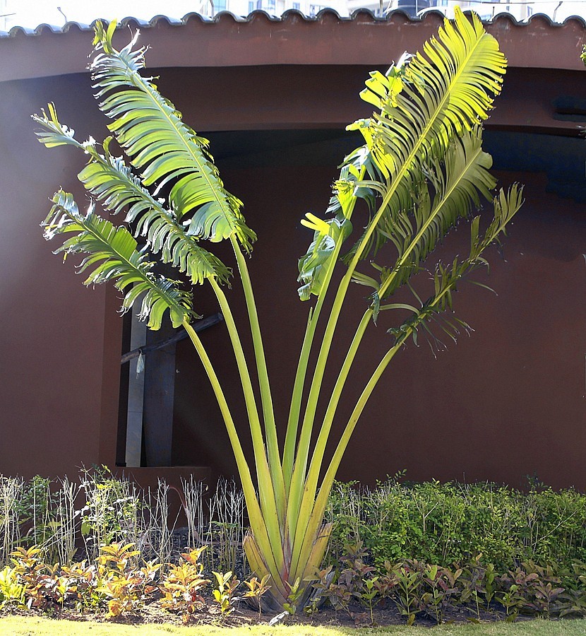 《不老松：忆海南游记》(13)海南长島蓝湾一期大门景！