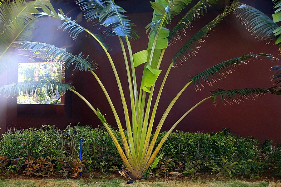 《不老松：忆海南游记》(13)海南长島蓝湾一期大门景！