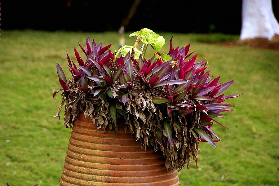 《不老松：忆海南游记》(14)海南临髙长島蓝湾的海滨景！