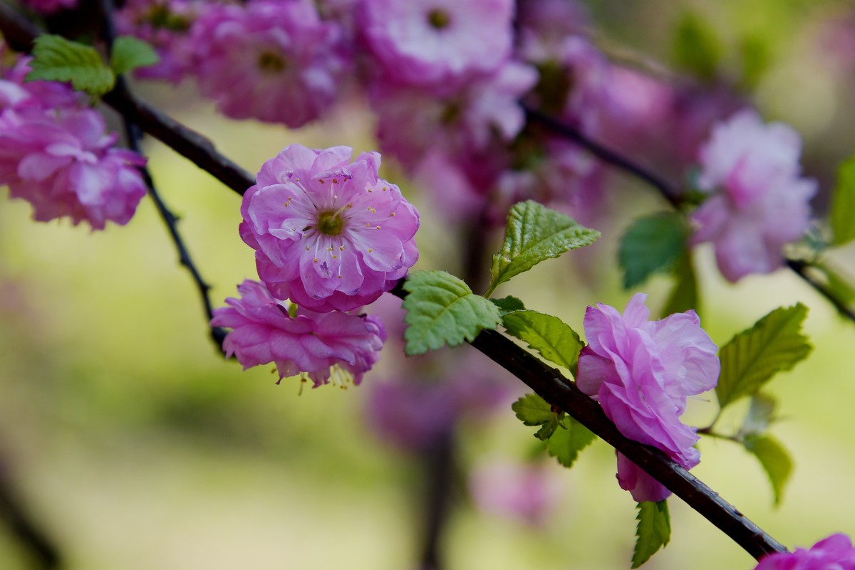 2025之春（十四）－ 榆叶梅（2）