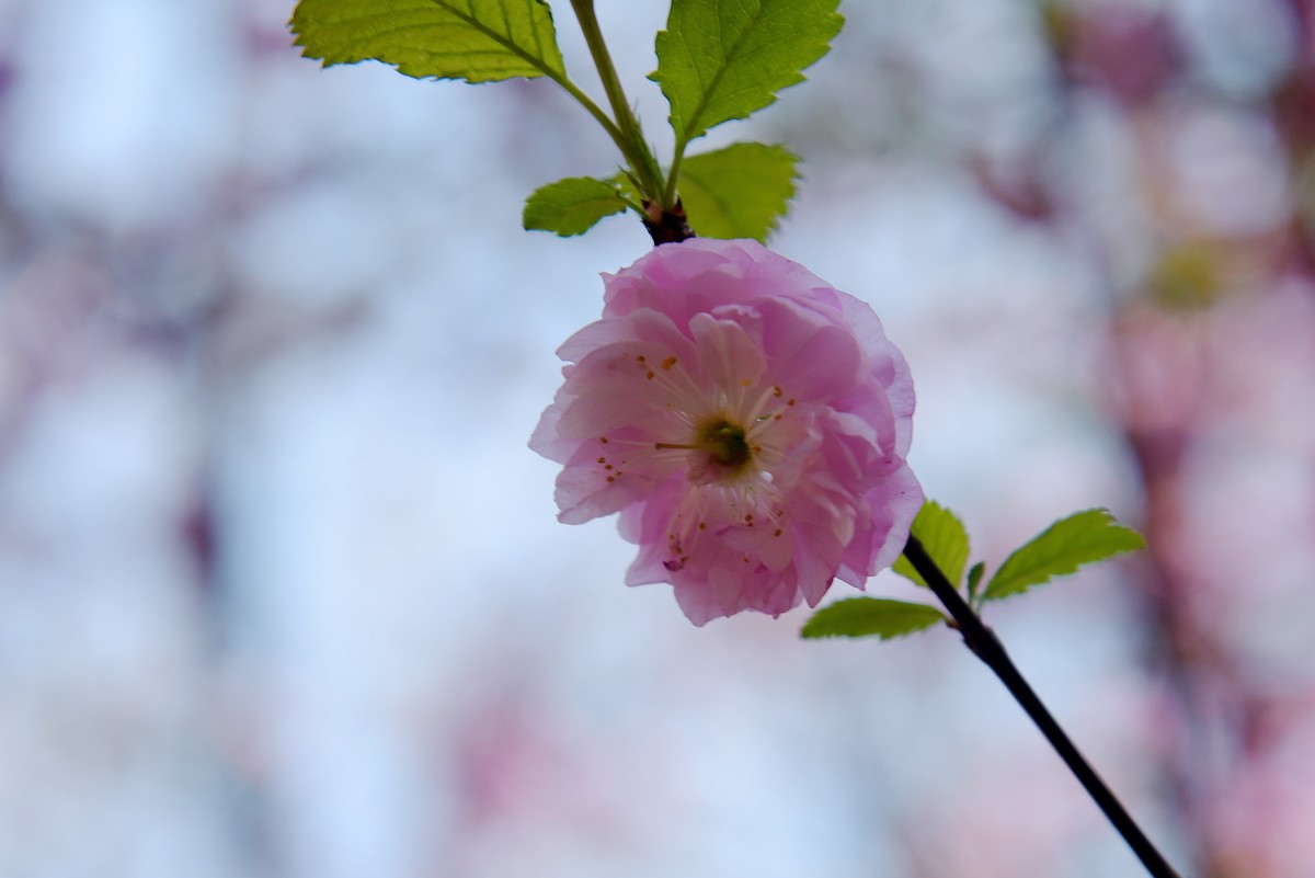 2025之春（十四）－ 榆叶梅（2）