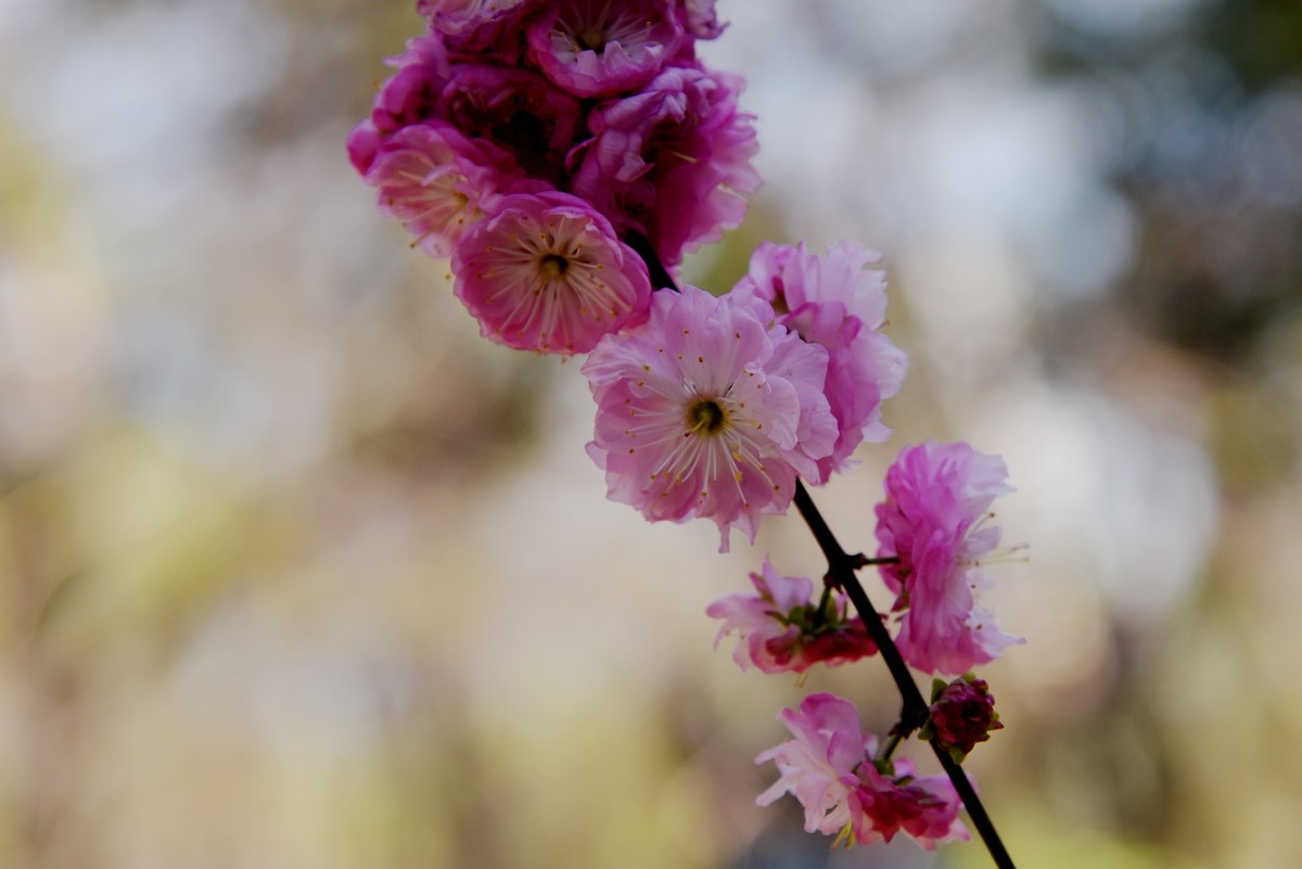 2025之春（十四）－ 榆叶梅（2）