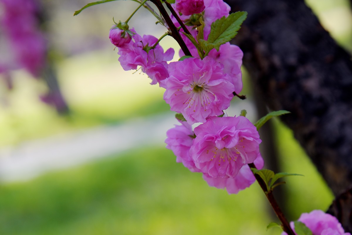 2025之春（十四）－ 榆叶梅（2）