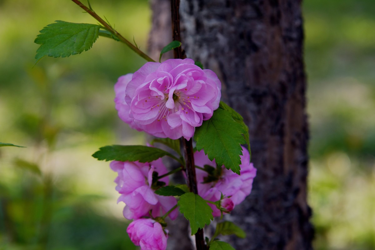 2025之春（十四）－ 榆叶梅（2）