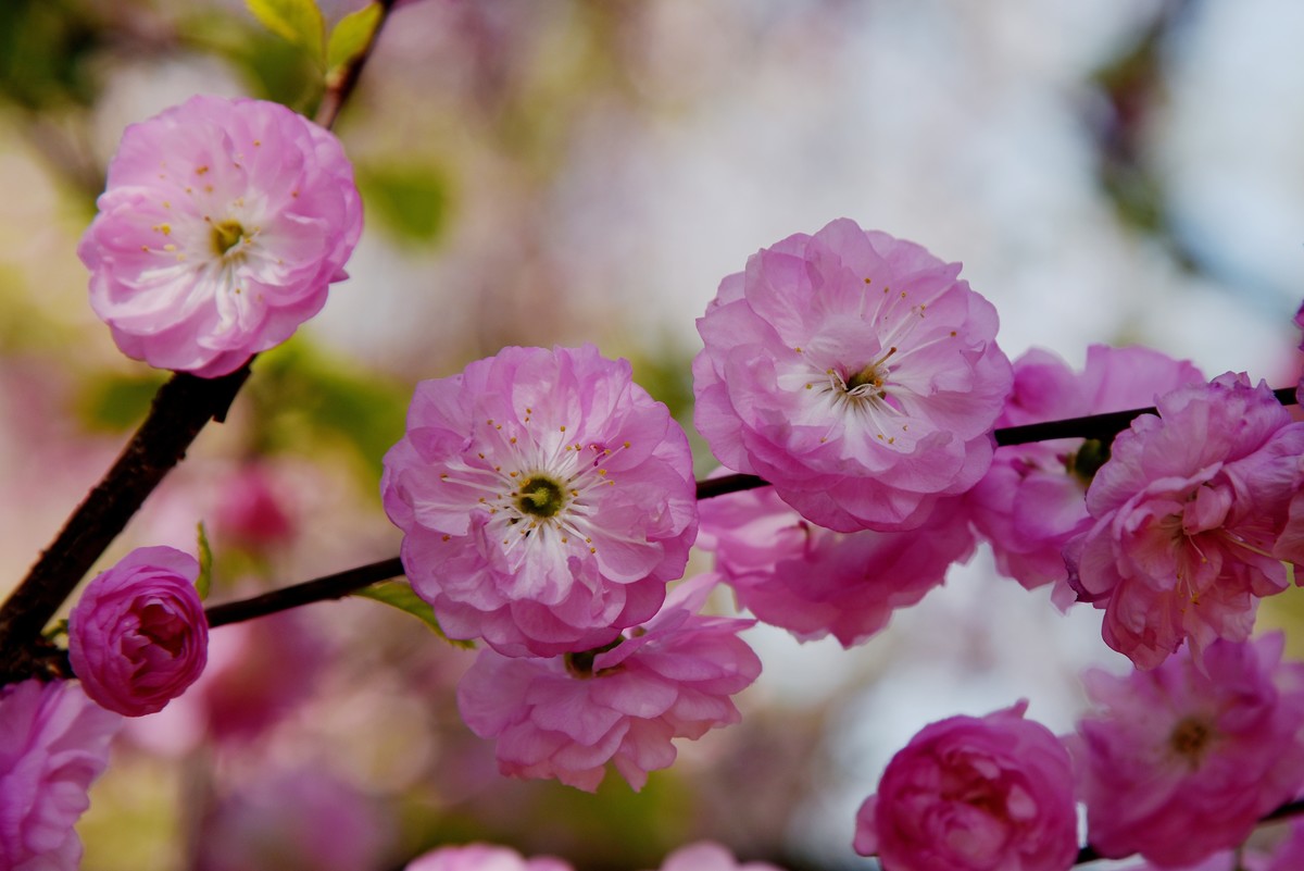 2025之春（十四）－ 榆叶梅（2）