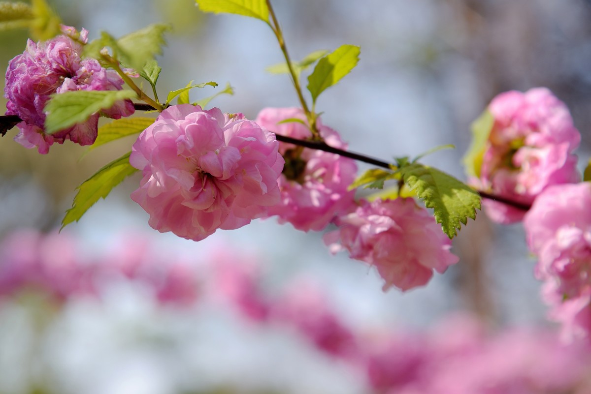 2025之春（十四）－ 榆叶梅（2）