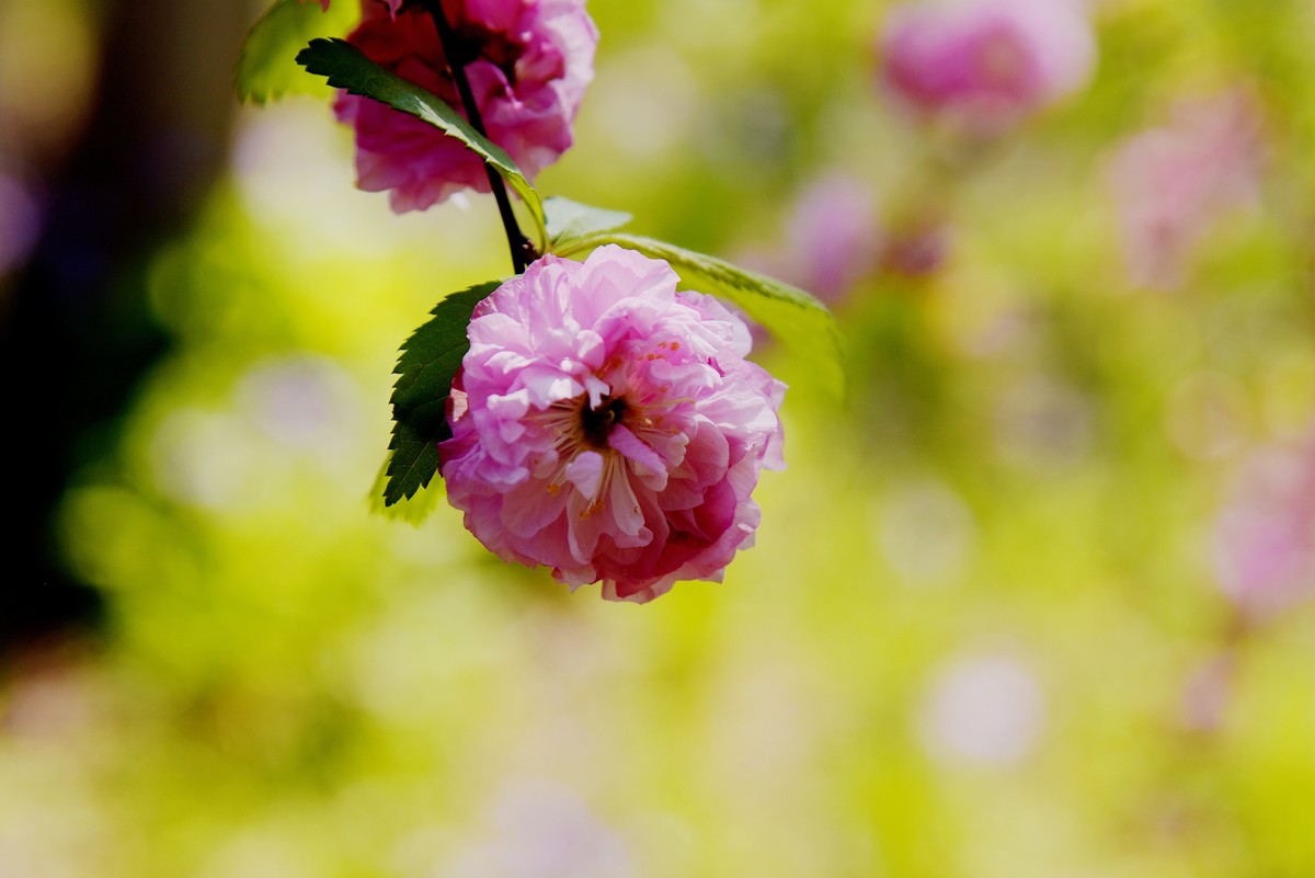 2025之春（十四）－ 榆叶梅（2）