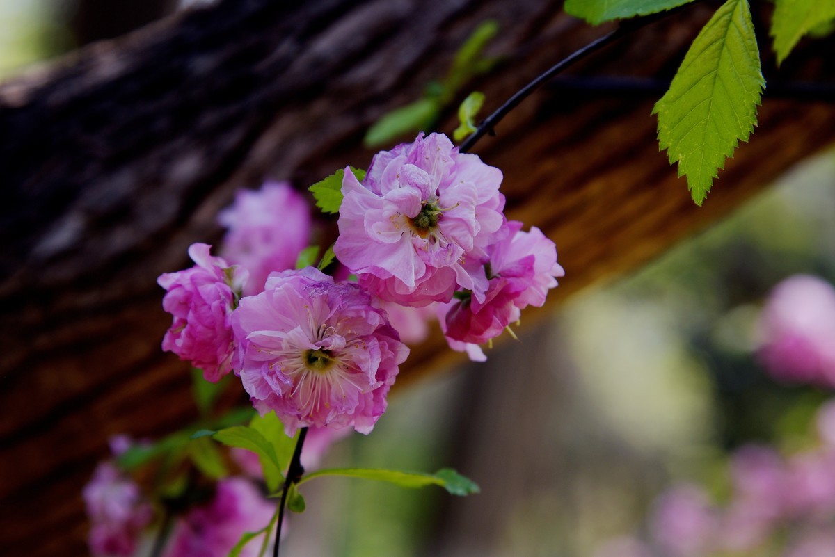 2025之春（十四）－ 榆叶梅（2）