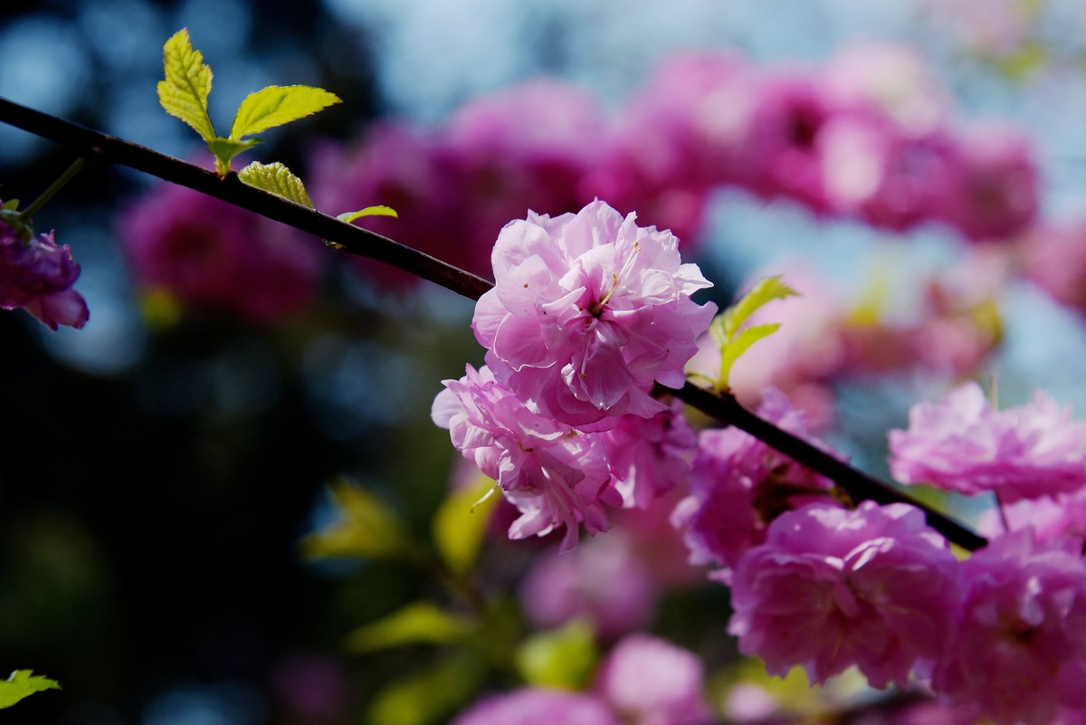 2025之春（十四）－ 榆叶梅（2）