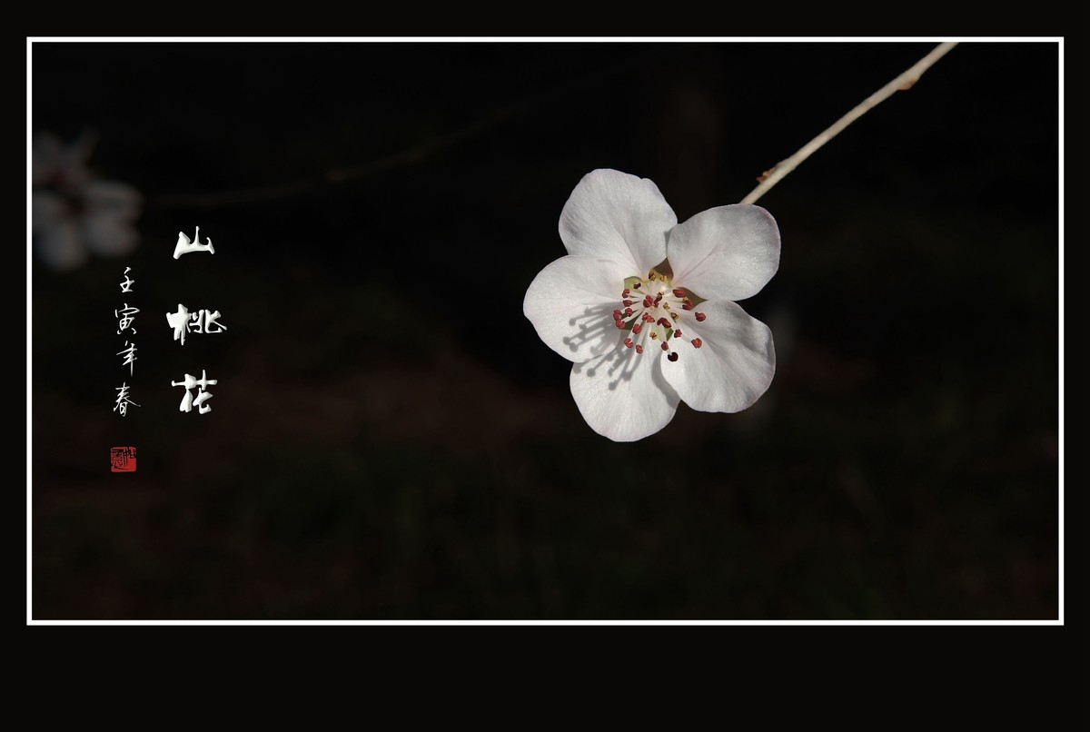 桃花浅深处，似匀深浅妆