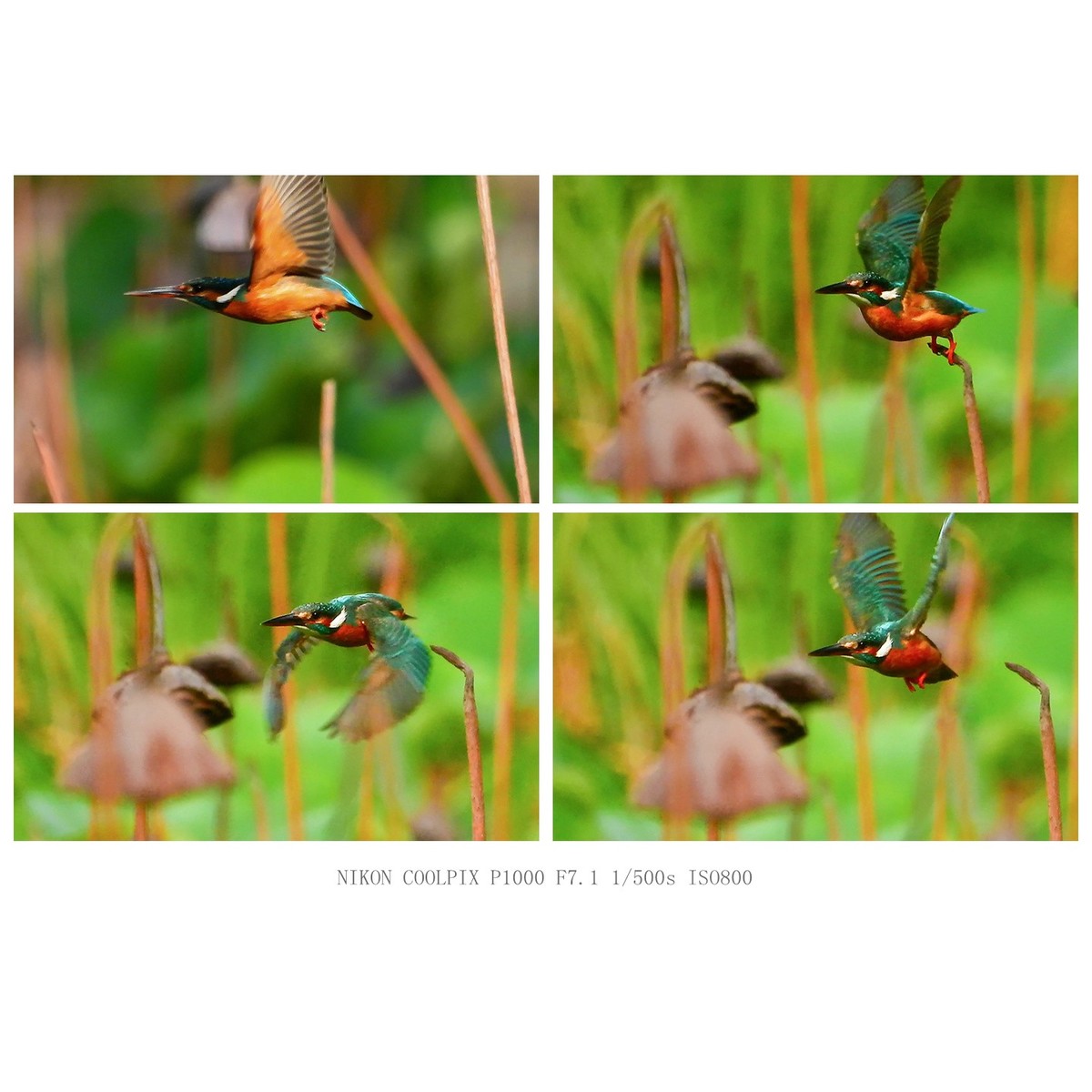 翠鸟的各个瞬间姿态