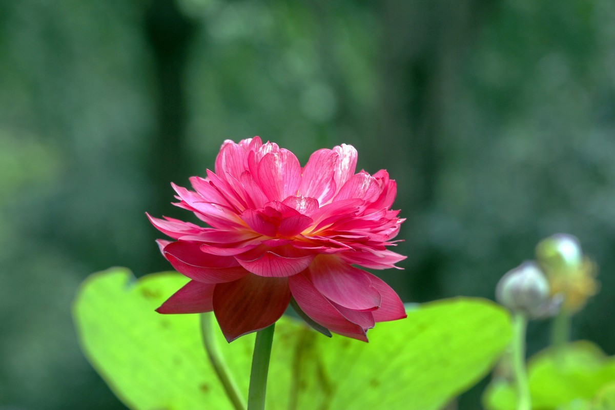 成都人民公园荷花节二