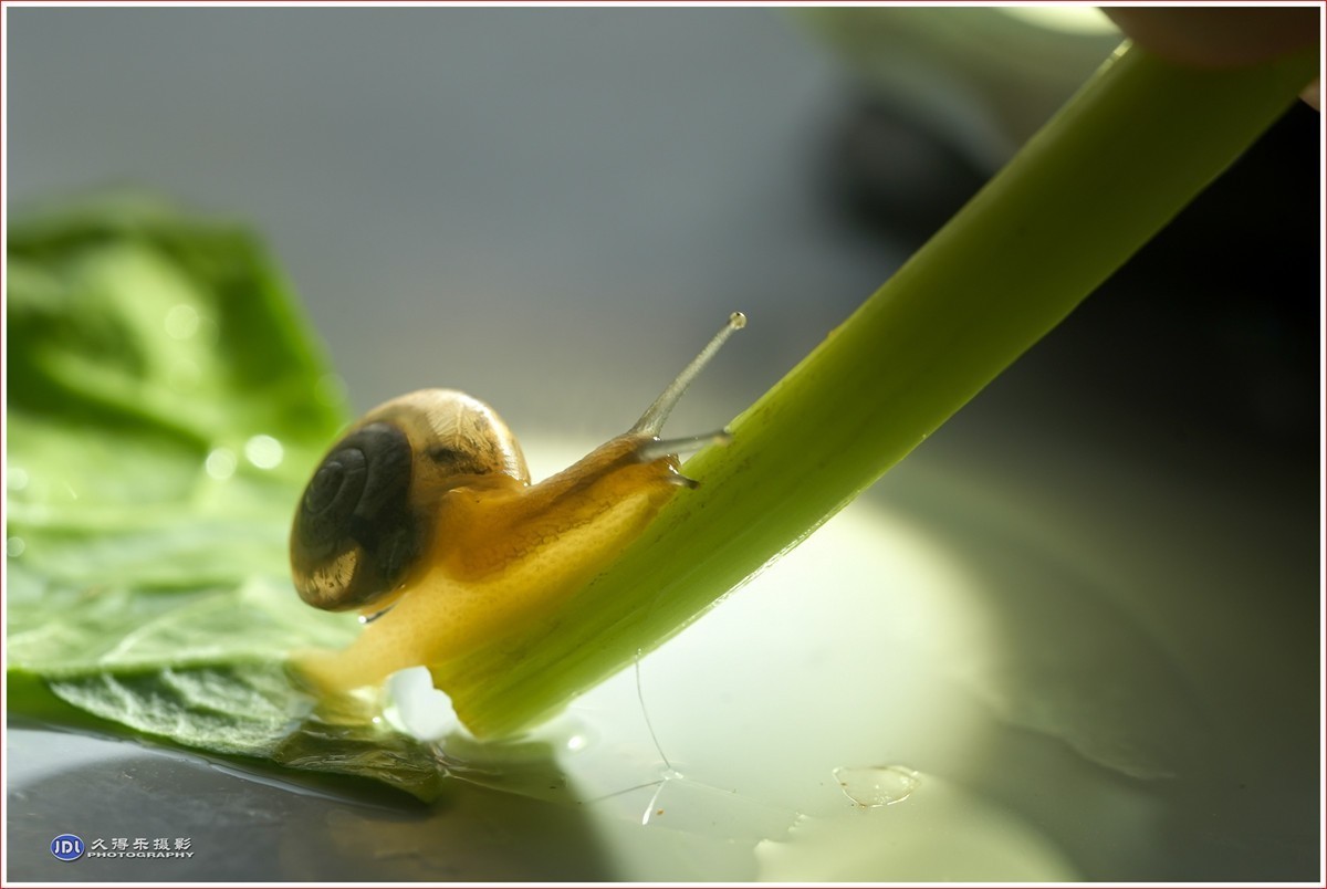 2024-（181）微距——小小蜗牛（四）