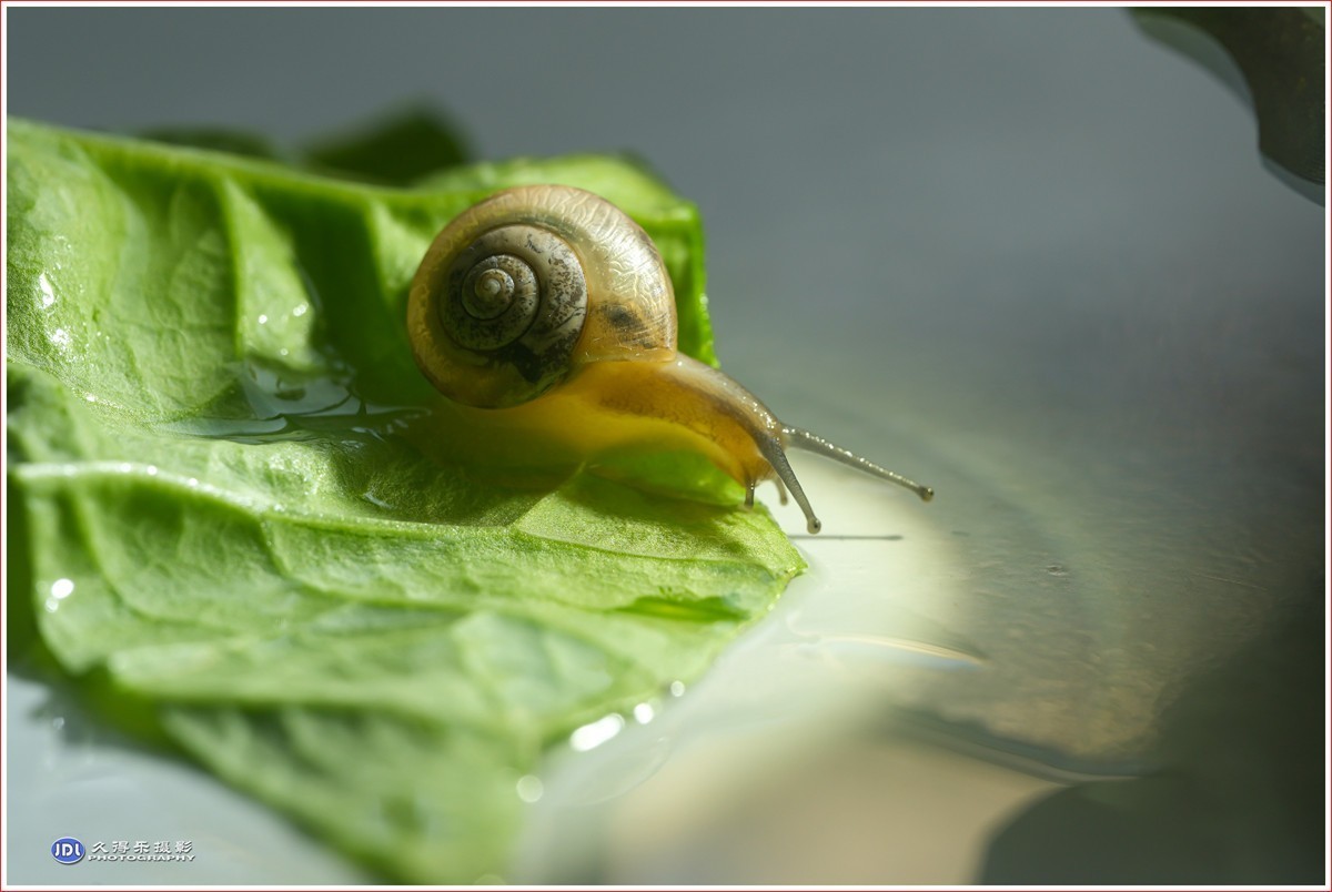 2024-（181）微距——小小蜗牛（四）