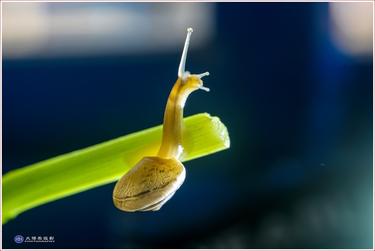 2024-（181）微距——小小蜗牛（四）