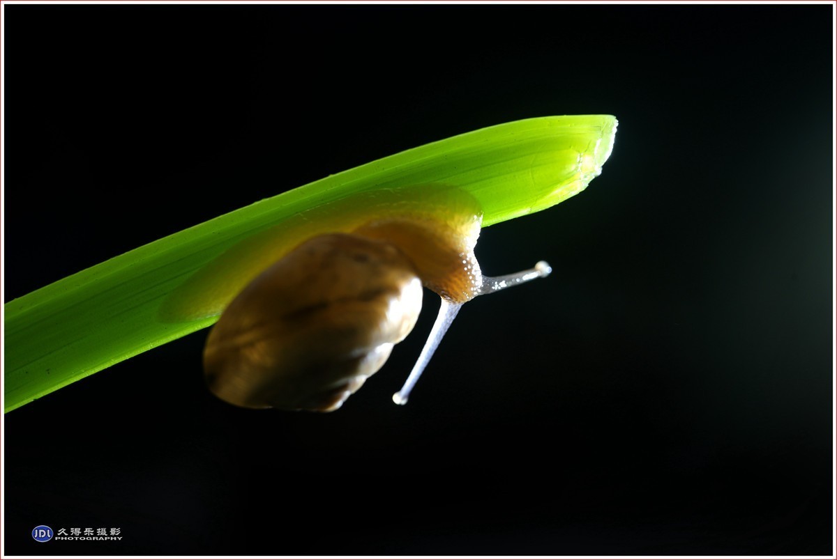 2024-（181）微距——小小蜗牛（四）