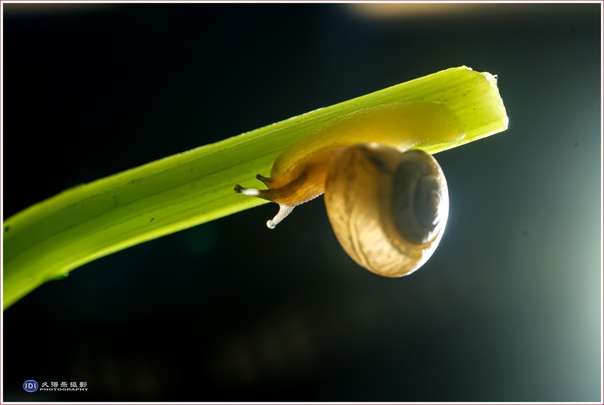 2024-（181）微距——小小蜗牛（四）