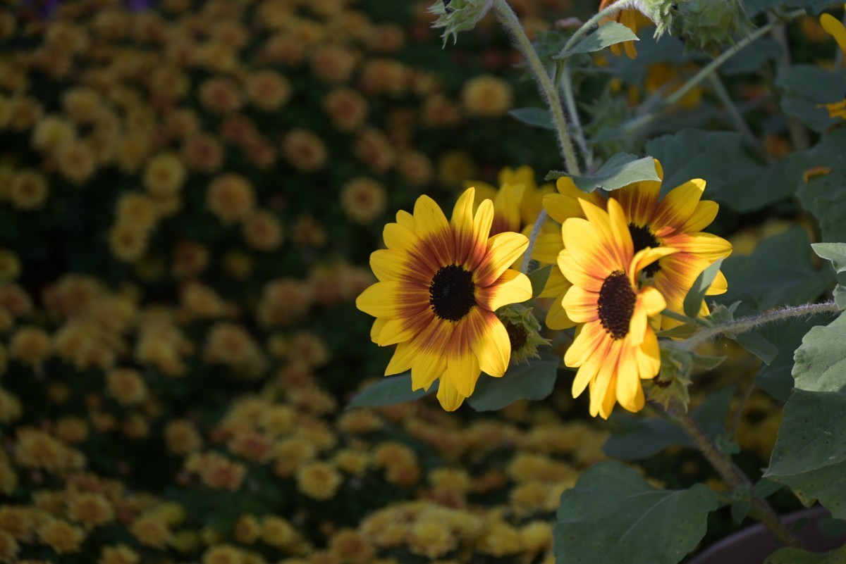 2024，宁波植物园秋拍之四