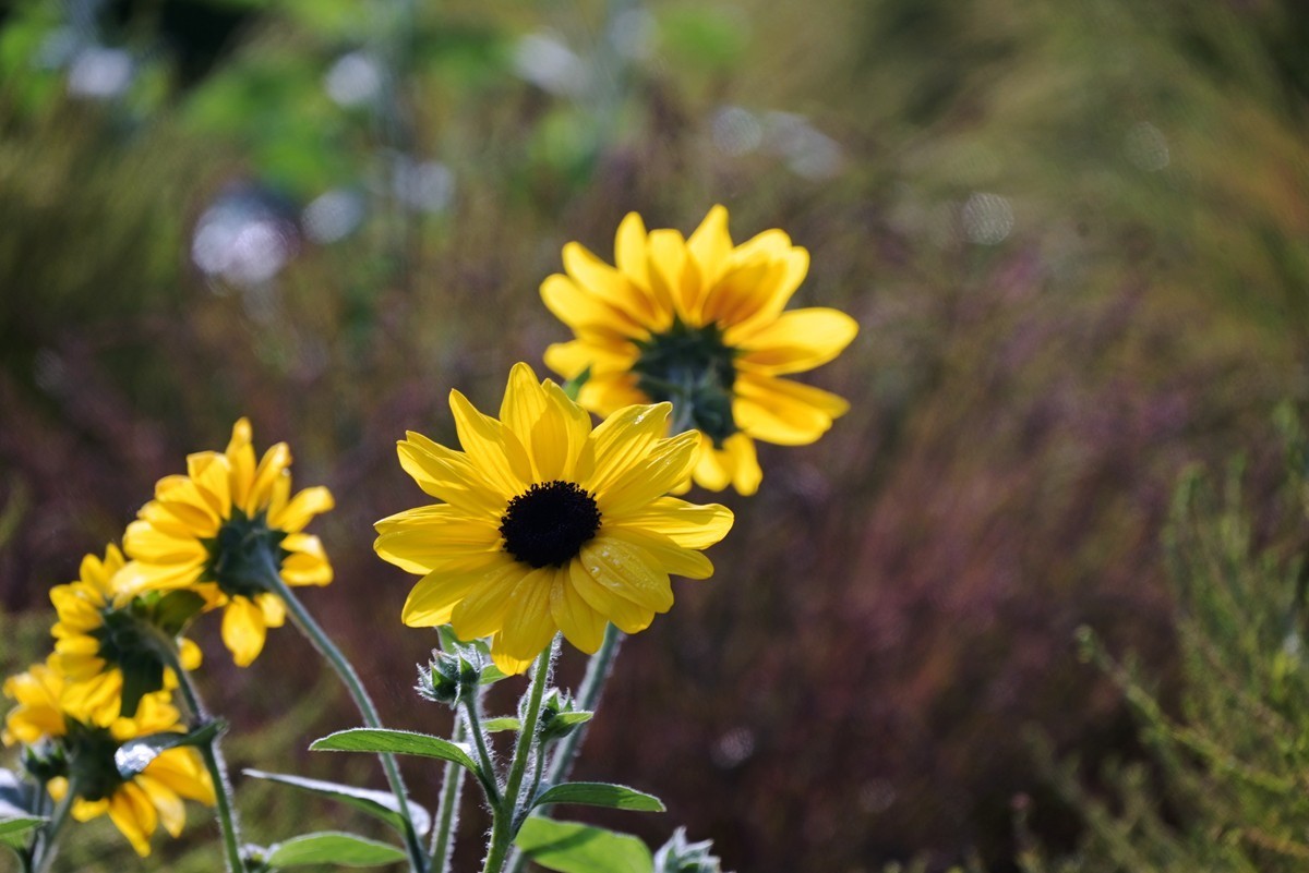2024，宁波植物园秋拍之四
