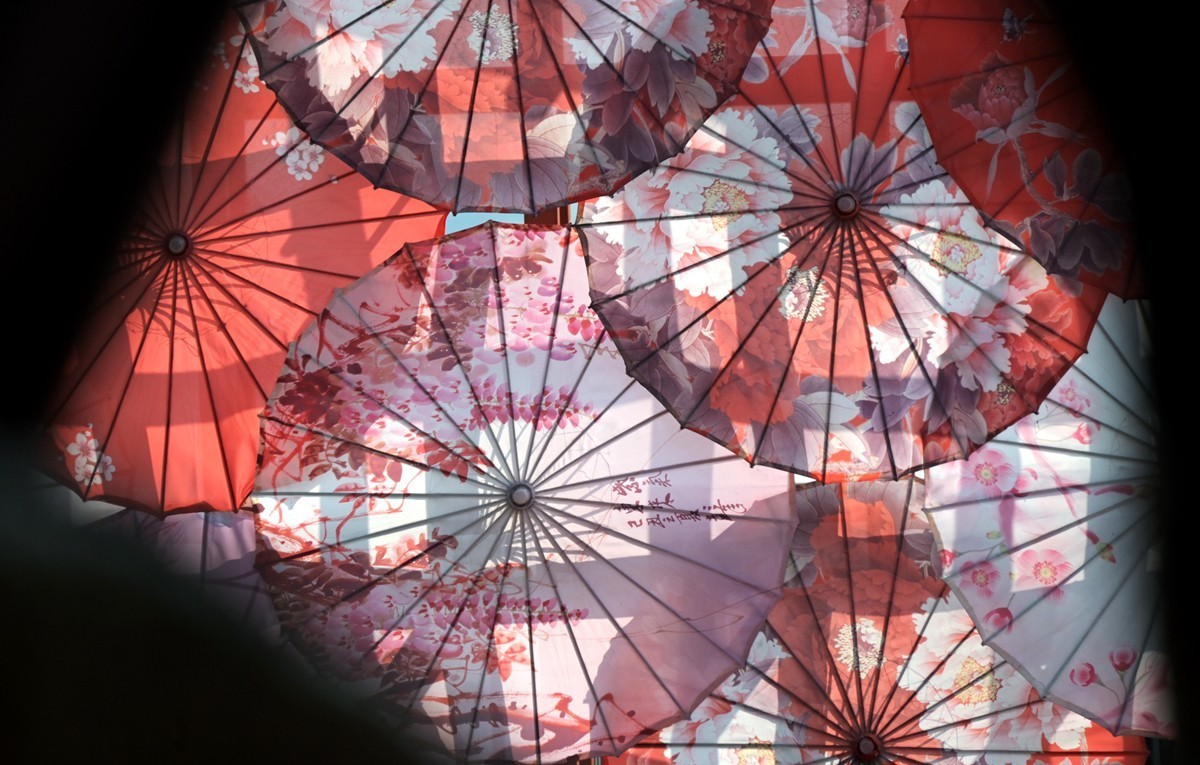 2024，宁波植物园秋拍之四