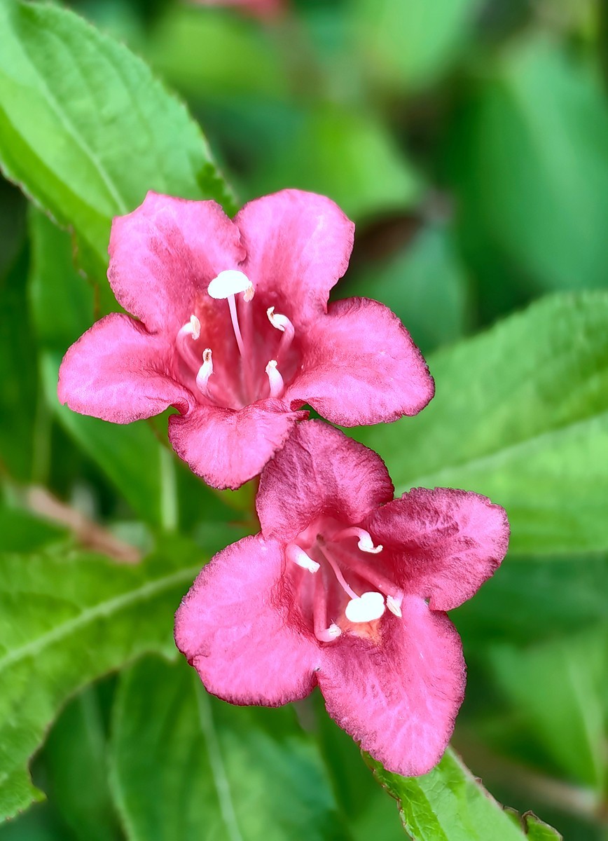 2024，宁波植物园秋拍之四