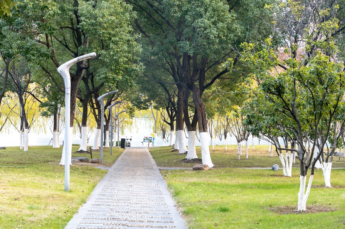 庐州印象（428）冬季天鹅湖