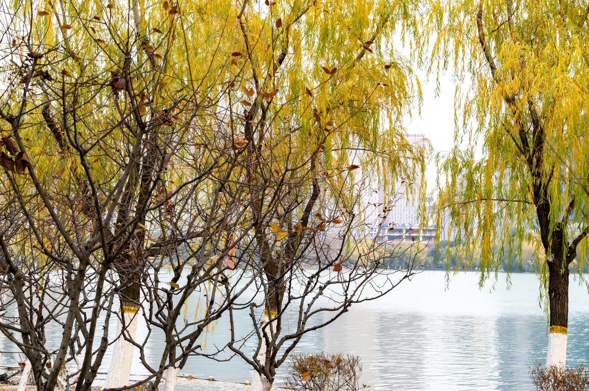 庐州印象（428）冬季天鹅湖