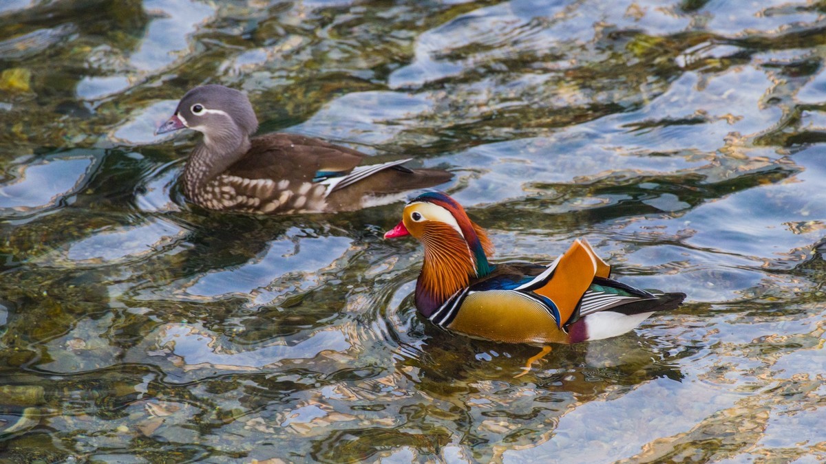 大 连 的 海 ------ 菱 角 湾 的 精 灵