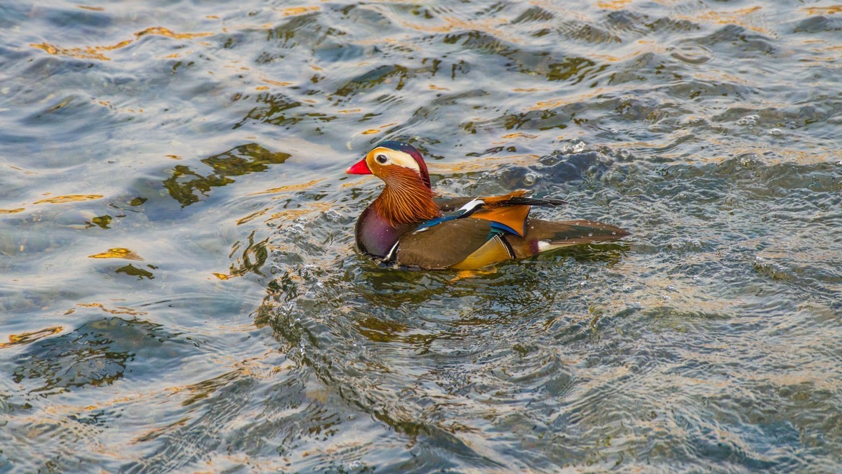 大 连 的 海 ------ 菱 角 湾 的 精 灵
