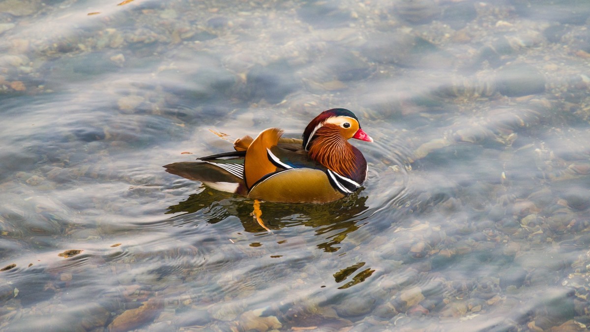 大 连 的 海 ------ 菱 角 湾 的 精 灵