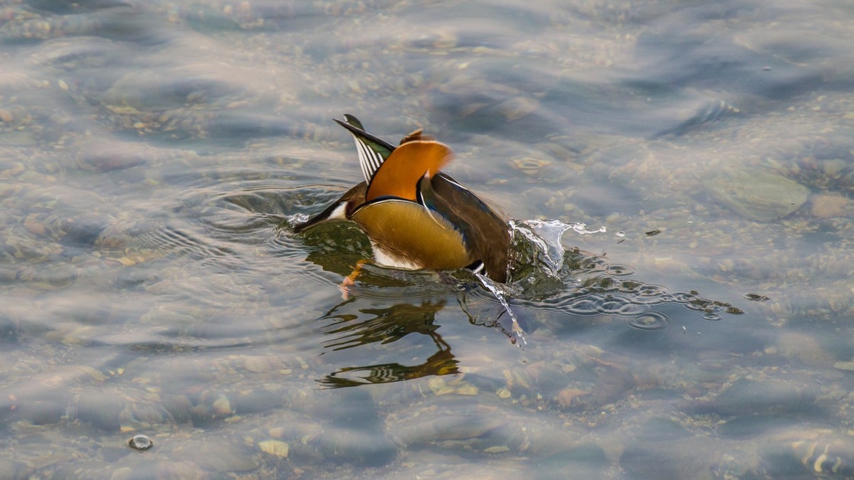大 连 的 海 ------ 菱 角 湾 的 精 灵