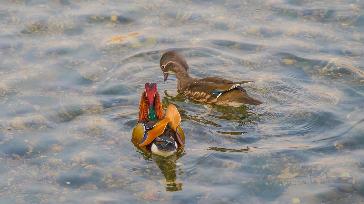 大 连 的 海 ------ 菱 角 湾 的 精 灵