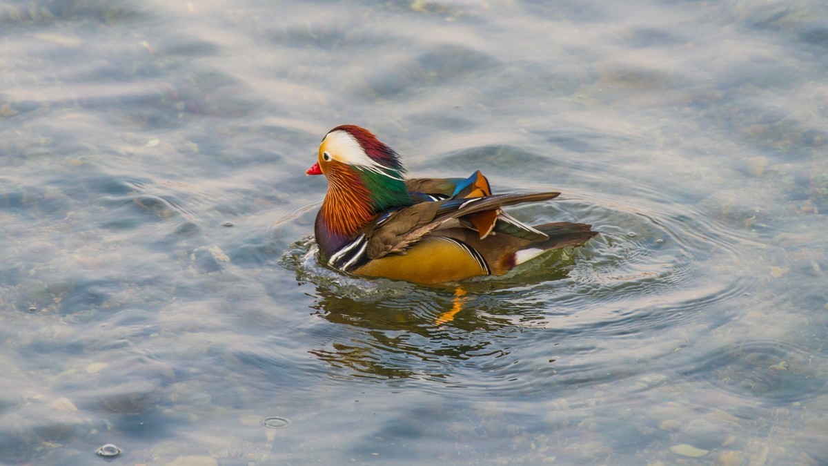 大 连 的 海 ------ 菱 角 湾 的 精 灵