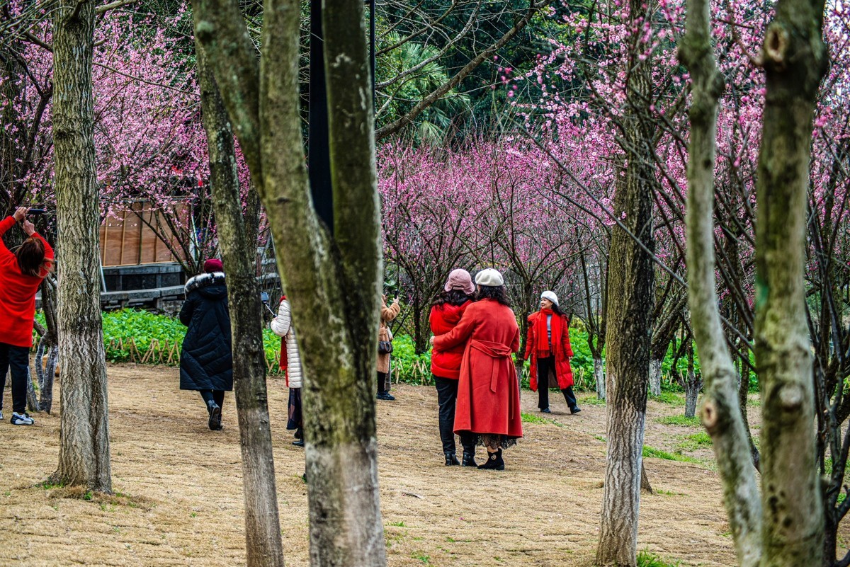 公园观花观景记实抓拍         续