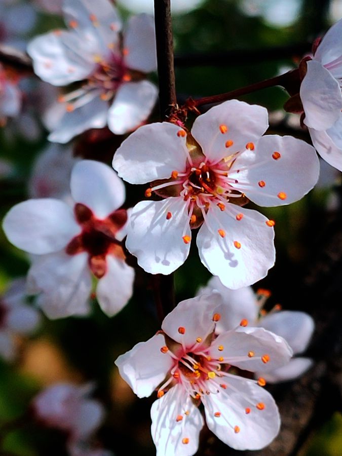 花卉系列【3866】-中关村在线摄影论坛
