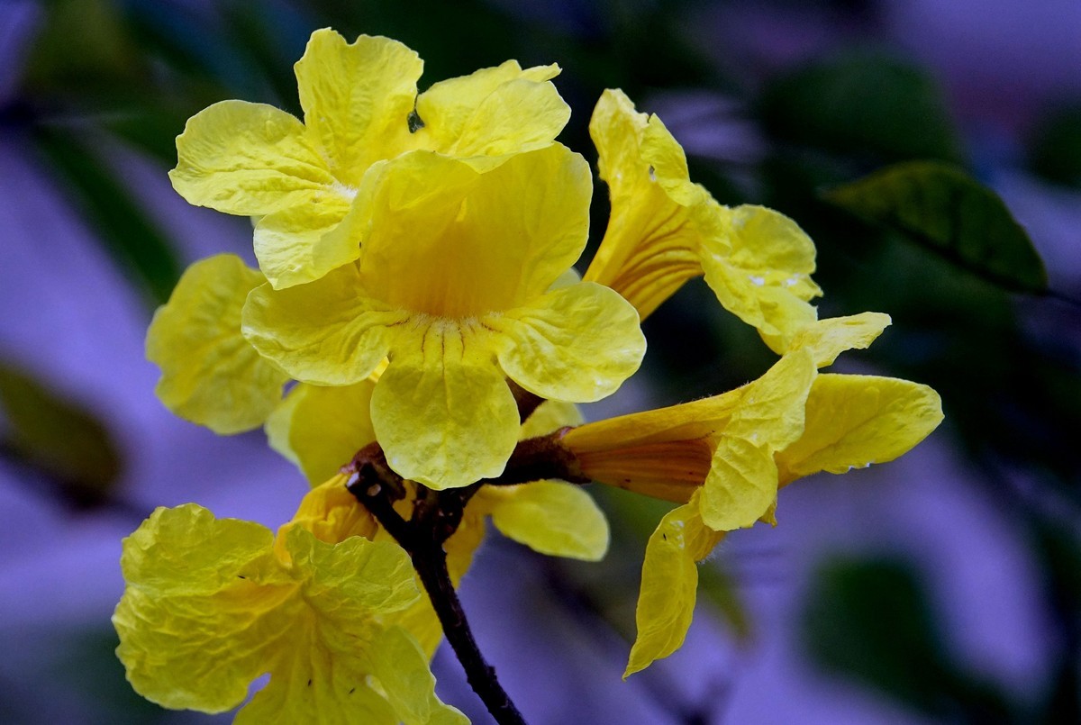 黄花风鈴木 (二)