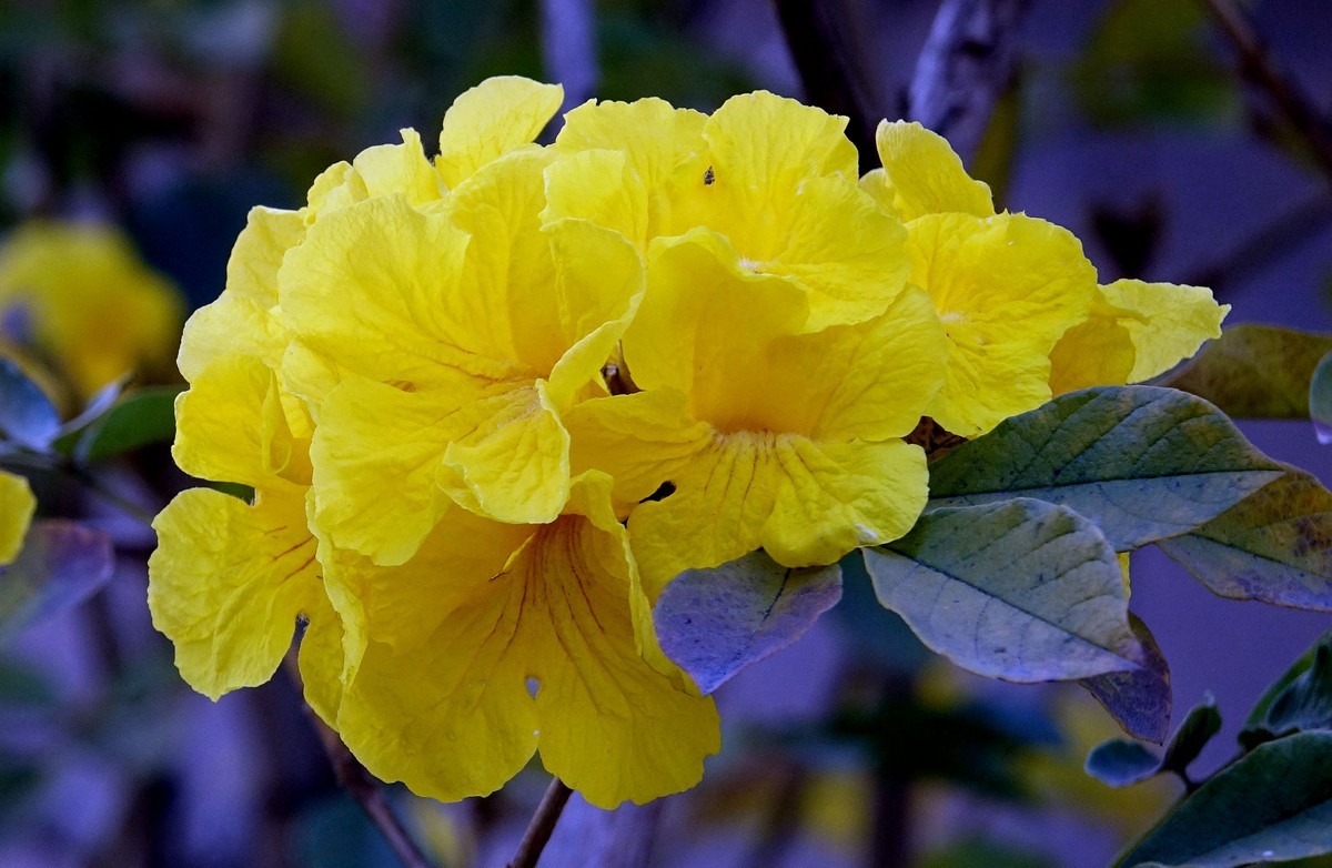 黄花风鈴木 (二)