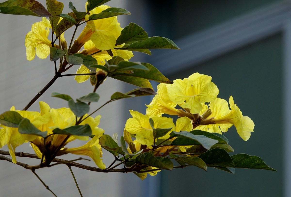 黄花风鈴木 (二)
