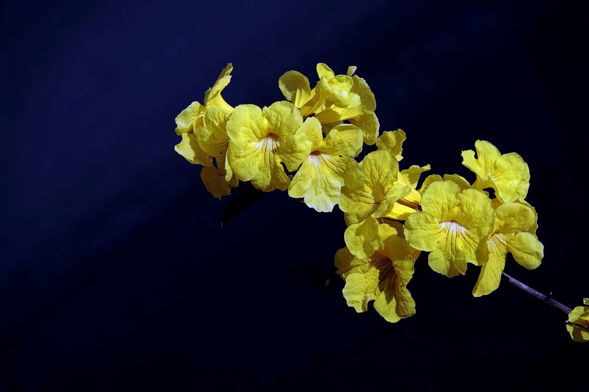 黄花风鈴木 (二)