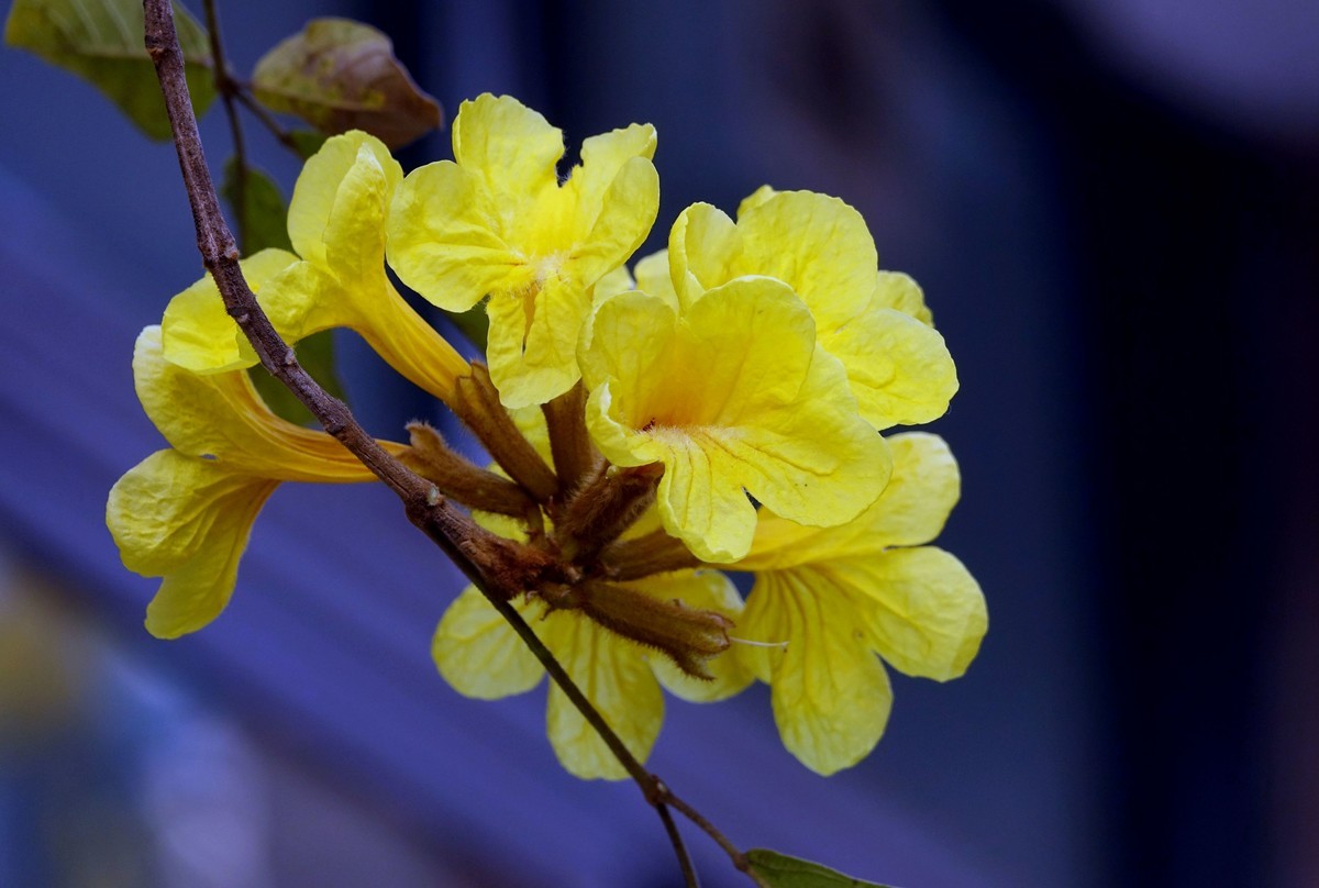 黄花风鈴木 (二)