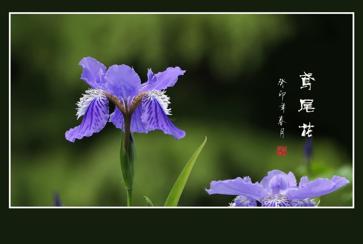 如同紫蝶草上舞的鸢尾花