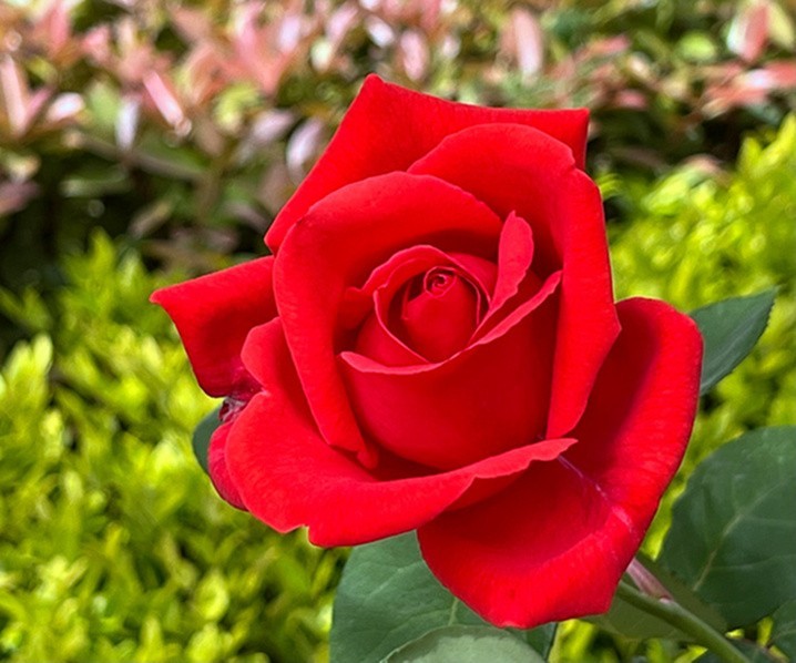 春天的花朵